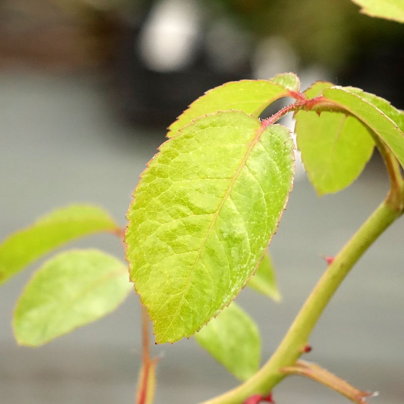 Rosa Marina Picasso - Floribunda Rose (Foliage)