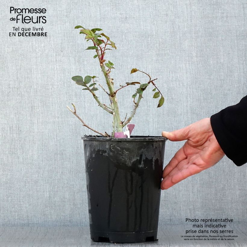 Rosa x floribunda Mascaret 4L/5L pot sample as delivered in autumn