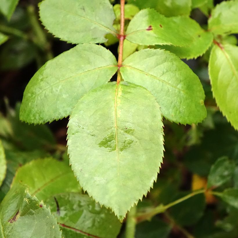 Rosa x floribunda Novalis - Floribunda Rose (Foliage)