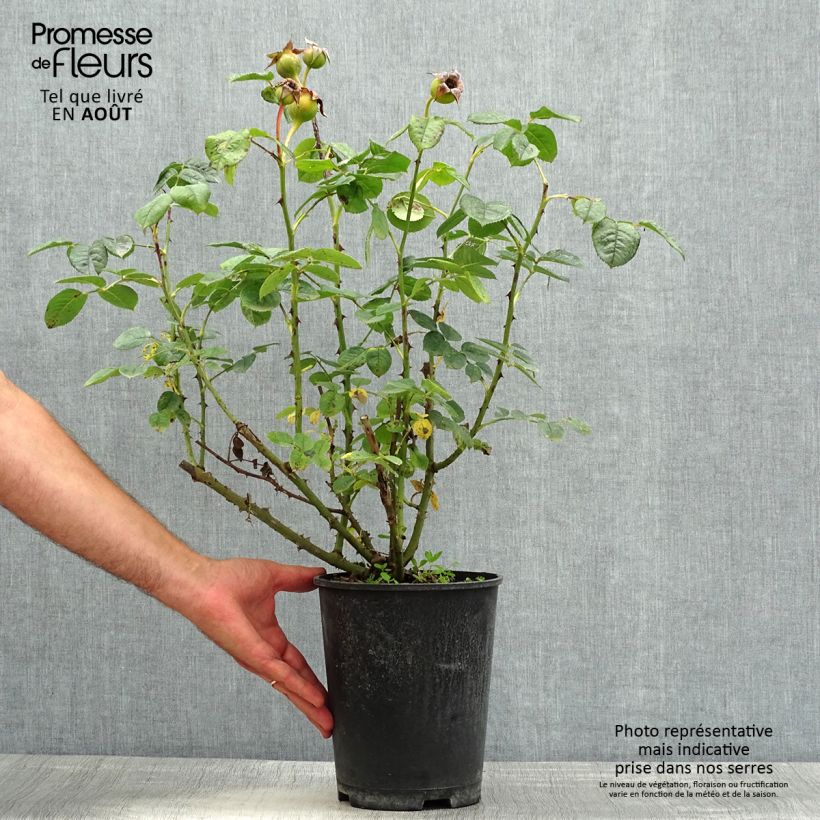 Rosa x floribunda Park Abbey Rose - Floribunda Rose 4L/5L pot sample as delivered in summer