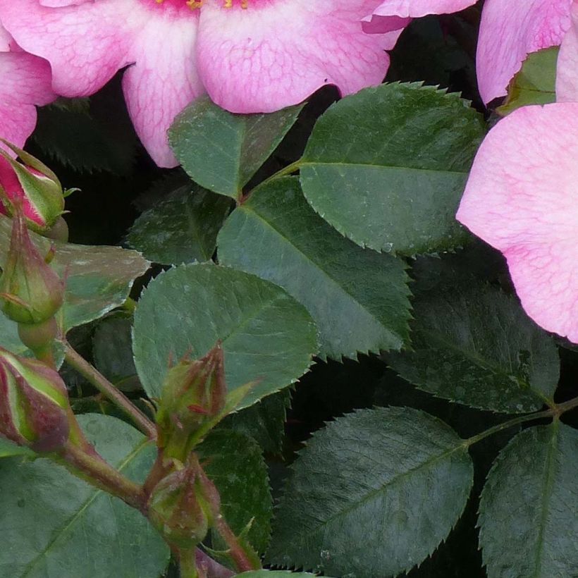 Rosa x persica - 'Peace and Love' - Floribunda Rose (Foliage)