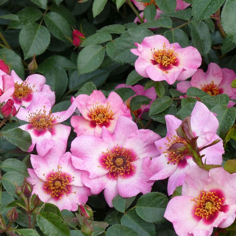 Rosa x persica - 'Peace and Love' - Floribunda Rose (Flowering)