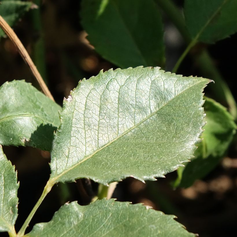Rosa x floribunda Pernille Poulsen (Foliage)