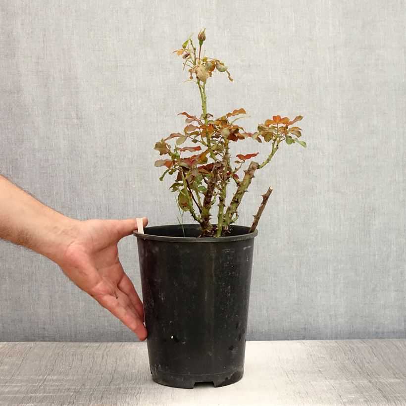 Rosa x floribunda 'Remembrance' - Floribunda Rose 2L/3L pot sample as delivered in summer