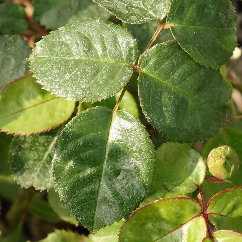 Rosa x floribunda Salto (Foliage)