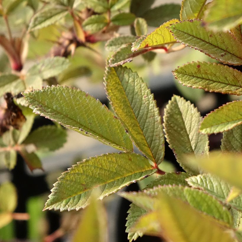 Rosa x rugosa Strandperle - Rugosa Rose (Foliage)