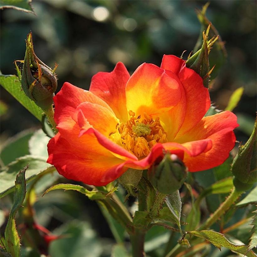 Rosa x floribunda Summer of Love - Floribunda Rose (Flowering)