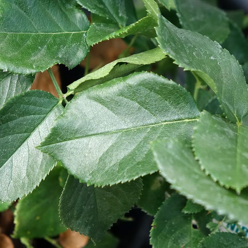 Rosa Anatasia - Hybrid Tea Rose (Foliage)