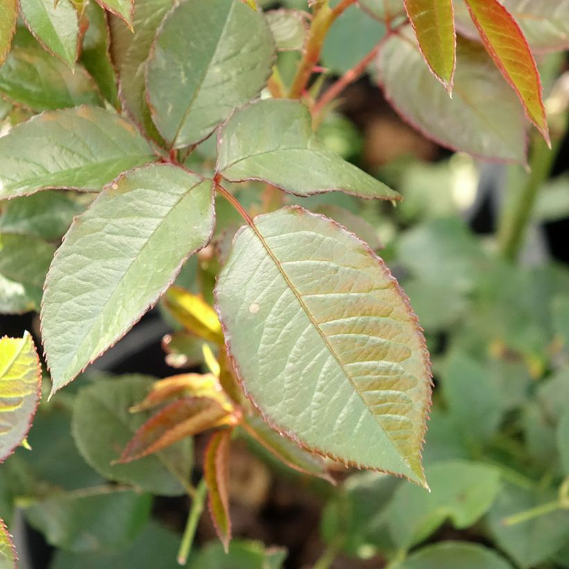 Rosa Annapurna (Foliage)