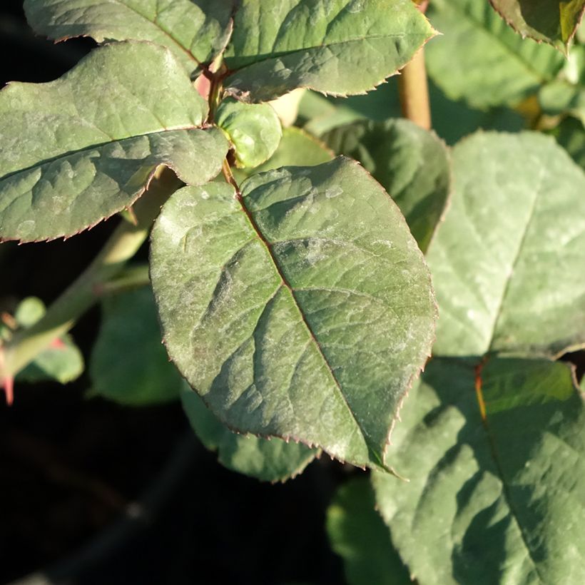 Rosa Astrid Grafin von Hardenberg (Foliage)