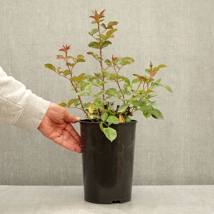 Rosa 'Blue River' - Shrub Rose 3L/4L pot sample as delivered in summer