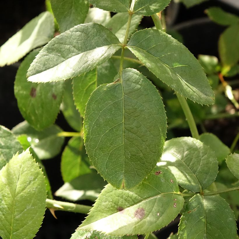 Rosa 'Blue River' - Shrub Rose (Foliage)