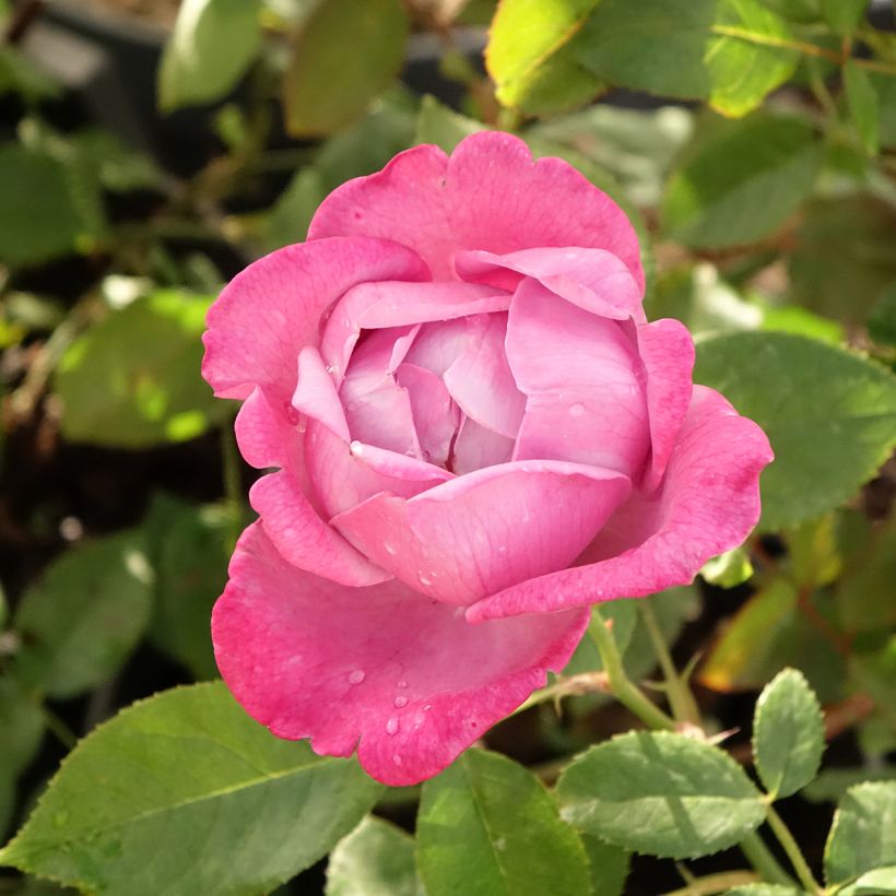 Rosa 'Blue River' - Shrub Rose (Flowering)