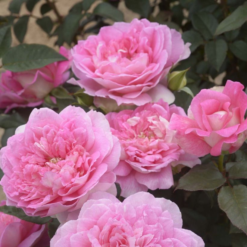 Rosa Borneo Odore (Flowering)