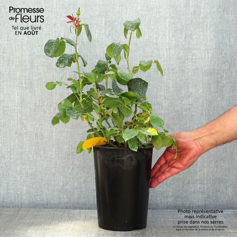 Rosa Candlelight® 4L/5L pot sample as delivered in summer