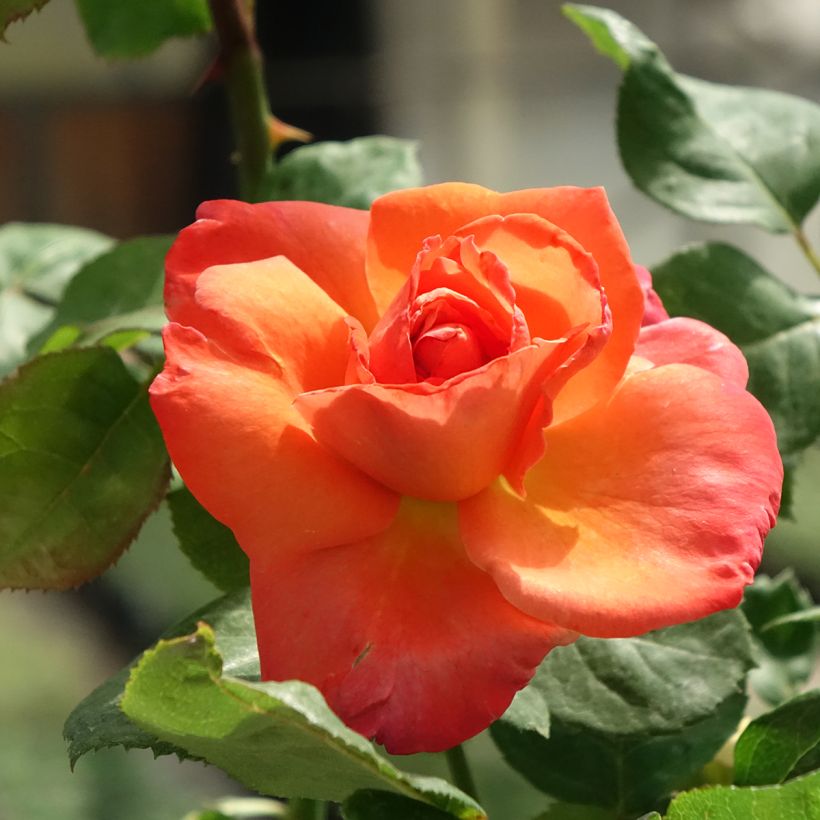 Rosa  'Meironsse' CHRISTOPHE COLOMB® - Rosier Christophe Colomb, Rosier Cristobal Colon, Rosier Flamboyance (Flowering)