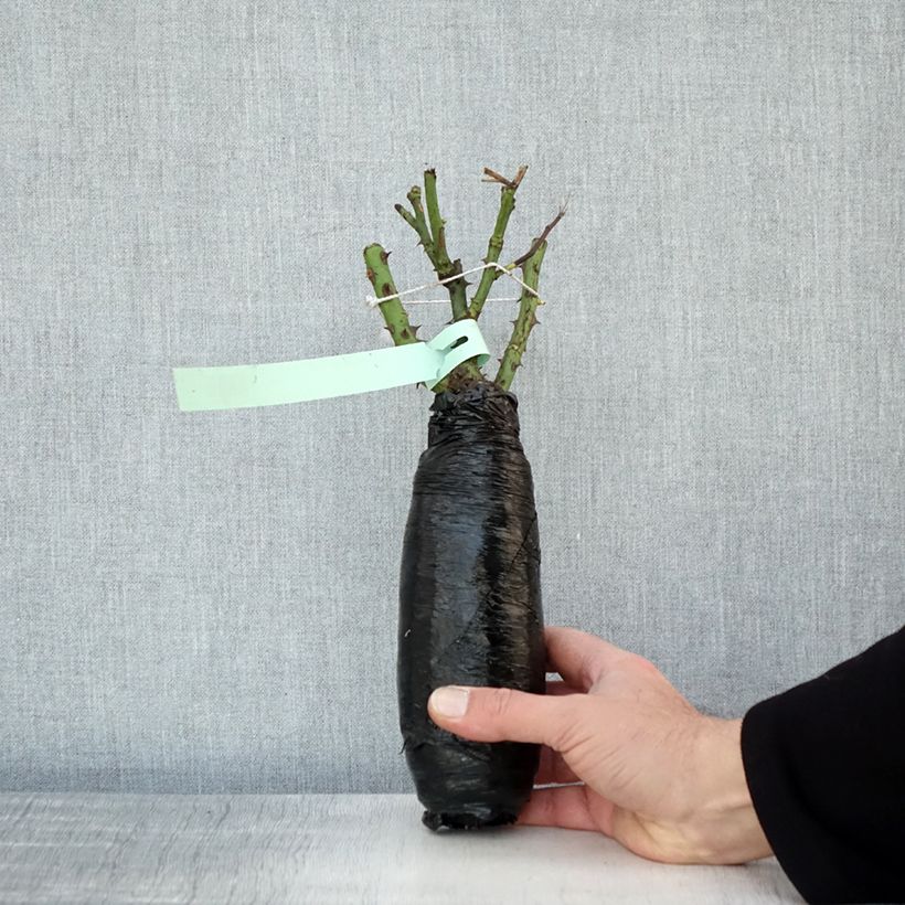 Rosa Renaissance Clair Wrapped bare root sample as delivered in winter