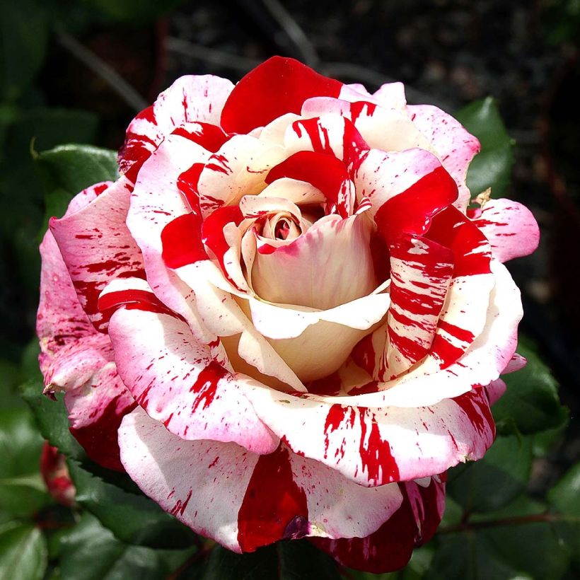 Rosa Coeur de Rockeur - Shrub Rose (Flowering)