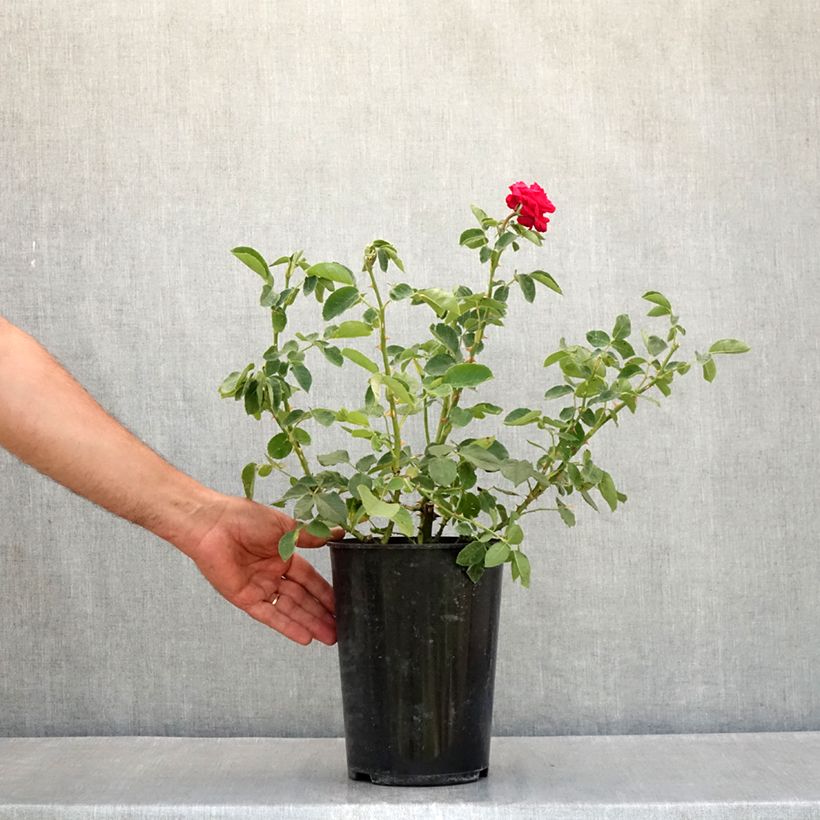 Rosa 'Dame de Coeur' 4L/5L pot sample as delivered in summer
