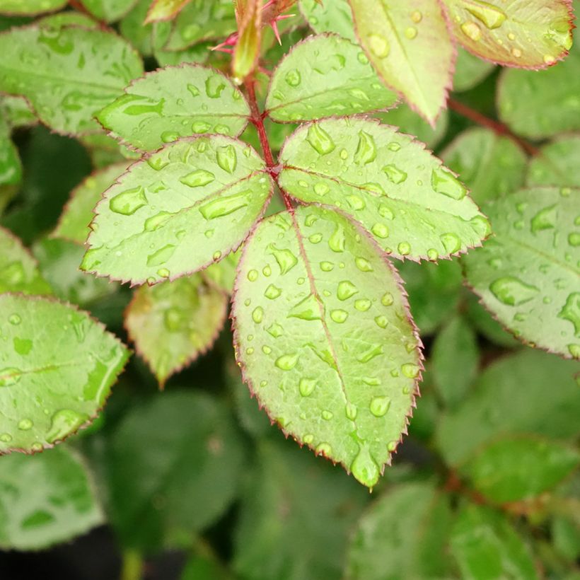 Rosa Eleganza Meine Rose (Foliage)