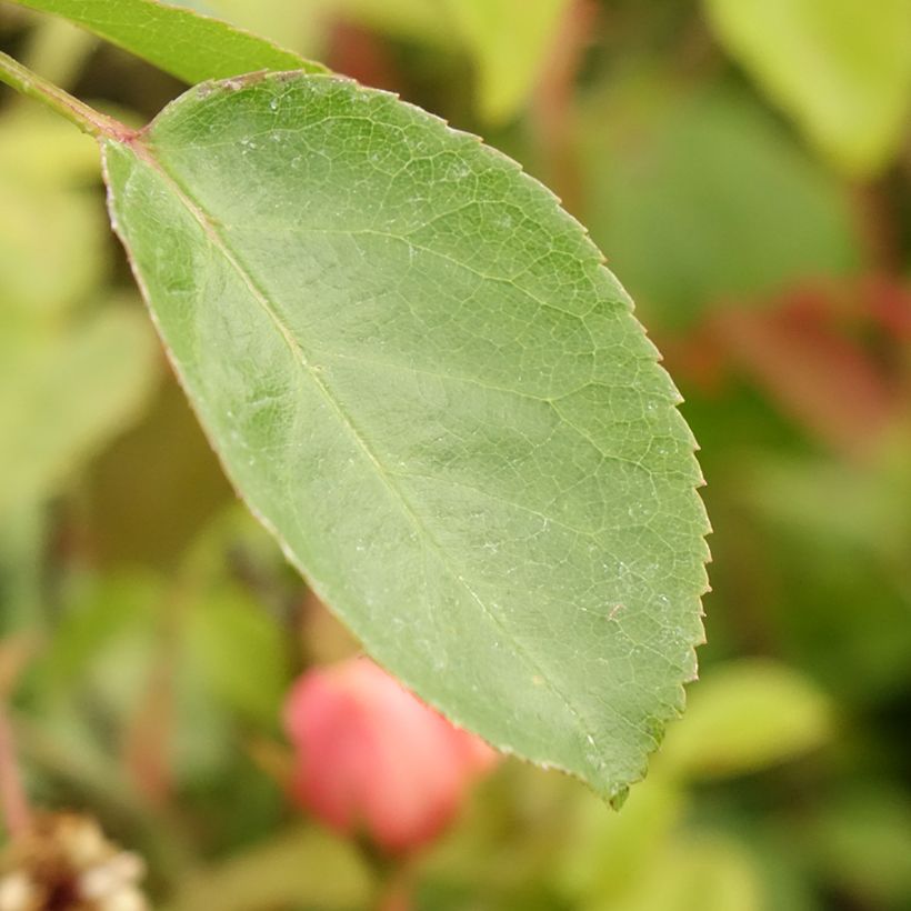 Rosa Eleganza Antique Oh Happy Day (Foliage)