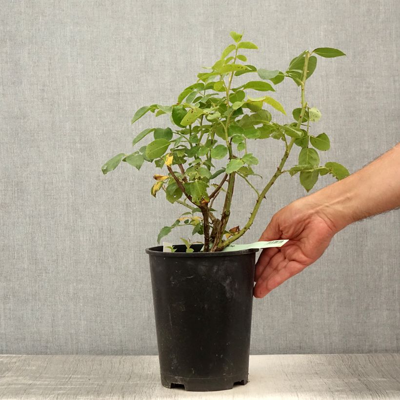 Rosa Eleganza Antique Oh Happy Day 4L/5L pot sample as delivered in summer