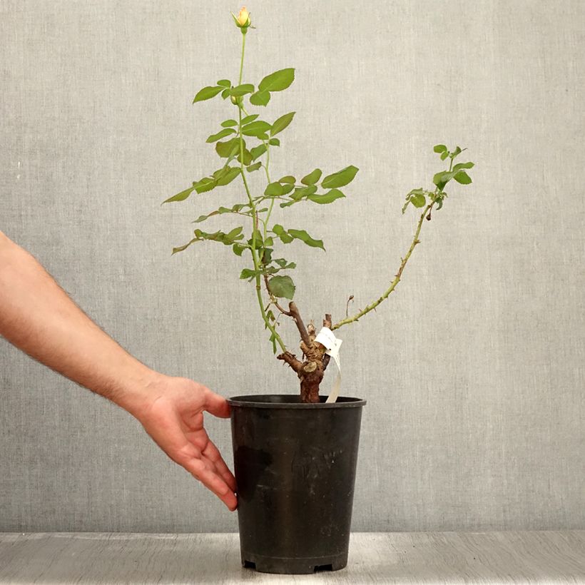 Rosa Eriko Takeda - Shrub Rose 4L/5L potShipped height around 50/60cm sample as delivered in summer