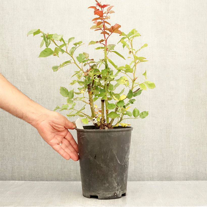 Rosa Fragonard - Hybrid Tea Rose 3L/4L pot sample as delivered in summer