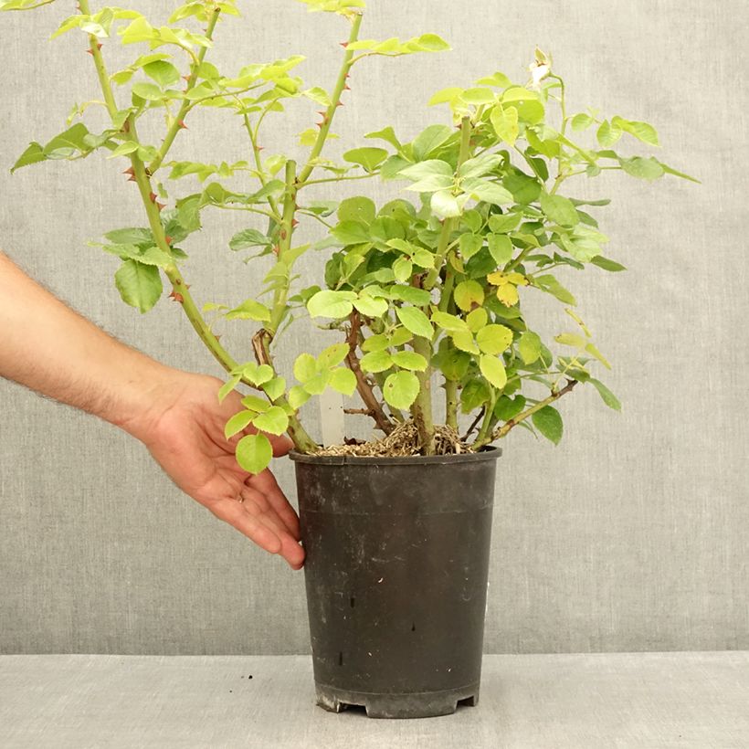 Rosa Goldfinger 4L/5L pot sample as delivered in summer
