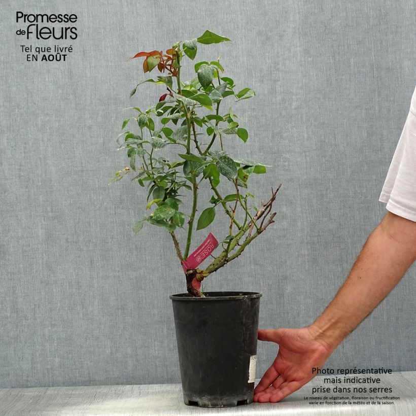 Rosa 'Guignol Orabrica' 4L/5L pot sample as delivered in summer