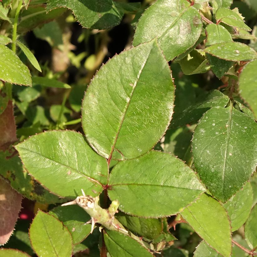 Rosa 'Guignol Orabrica' (Foliage)