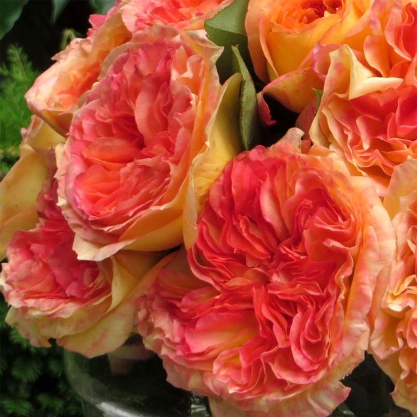 Rosa Henri Delbard - Hybrid Tea Rose (Flowering)