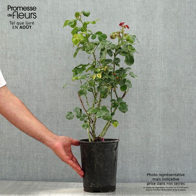 Rosa Henryane de Chaponay 4L/5L pot sample as delivered in summer