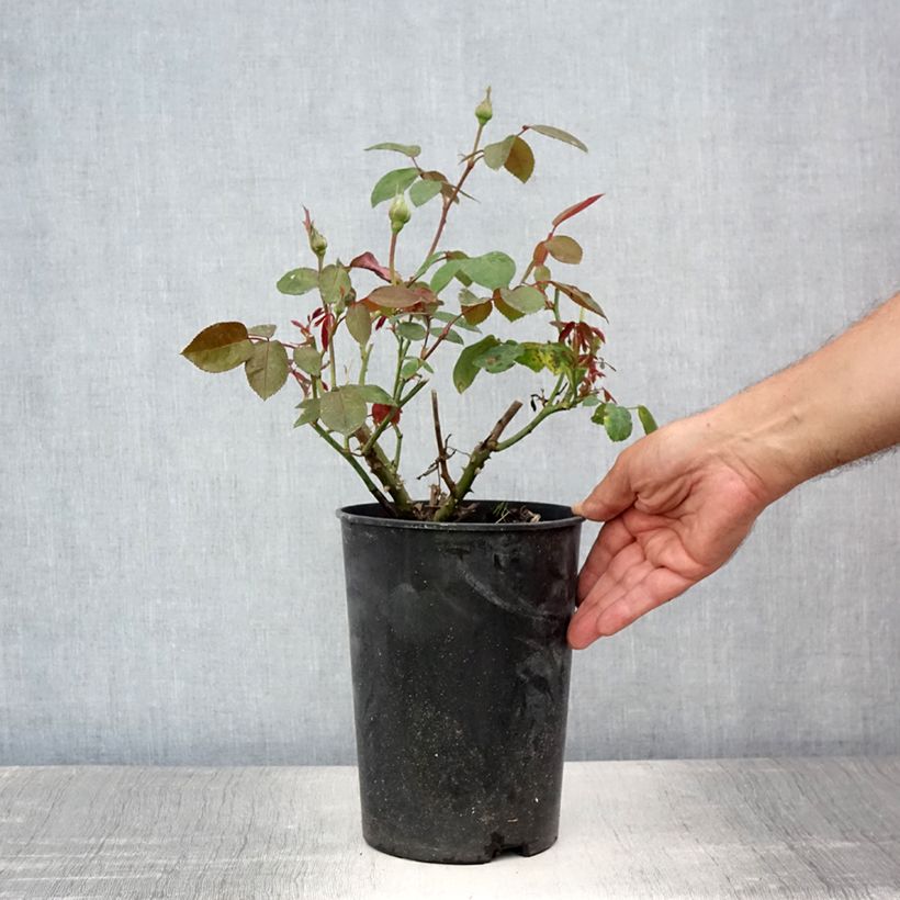 Rosa 'Ingrid Bergman' - Shrub Rose  4L/5L pot sample as delivered in summer