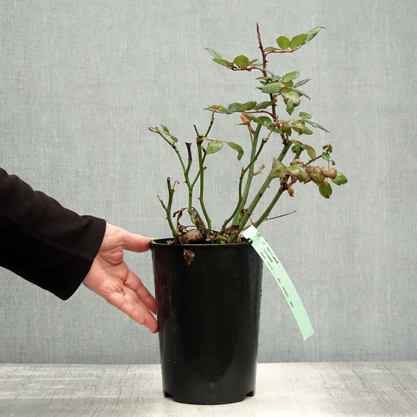 Rosa Jalitah 4L/5L pot sample as delivered in autumn