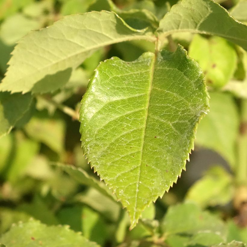 Rosa 'Jeanne Coeur' (Oranobri) (Foliage)