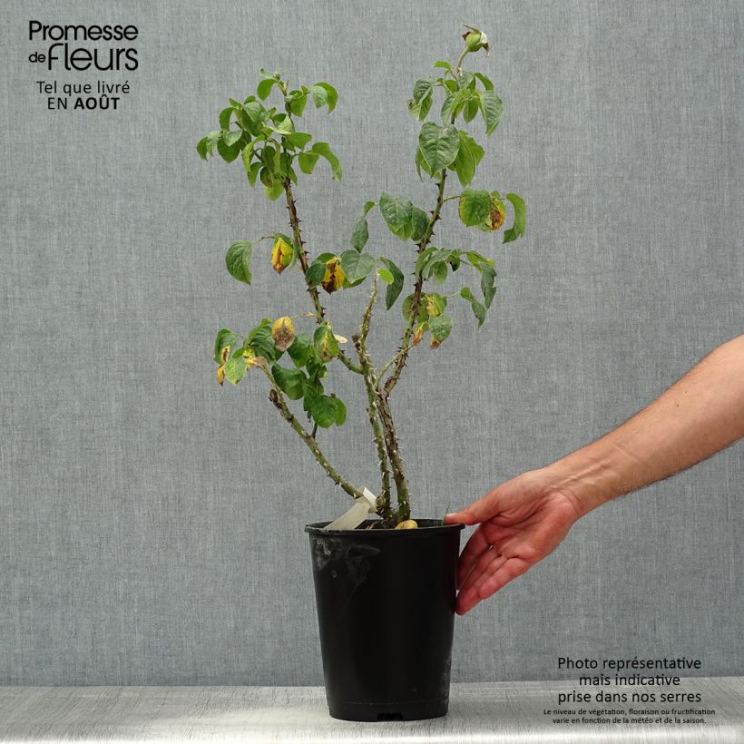 Rosa 'Jeanne Coeur' (Oranobri) 4L/5L pot sample as delivered in summer