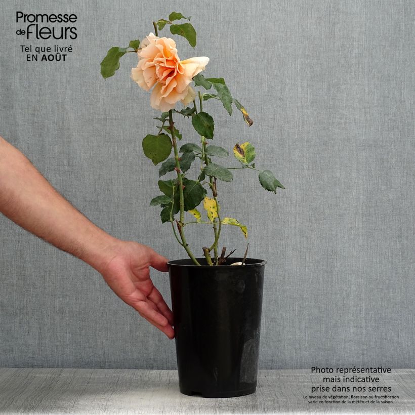 Rosa Just Joey 4L/5L pot sample as delivered in summer