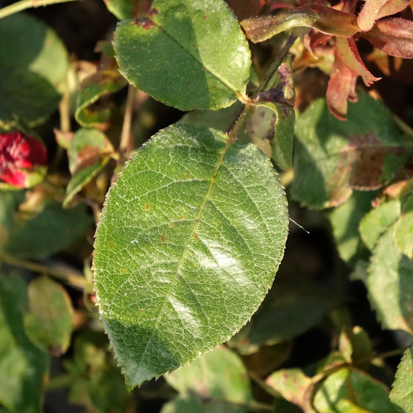 Rosa Kazatchok (Foliage)