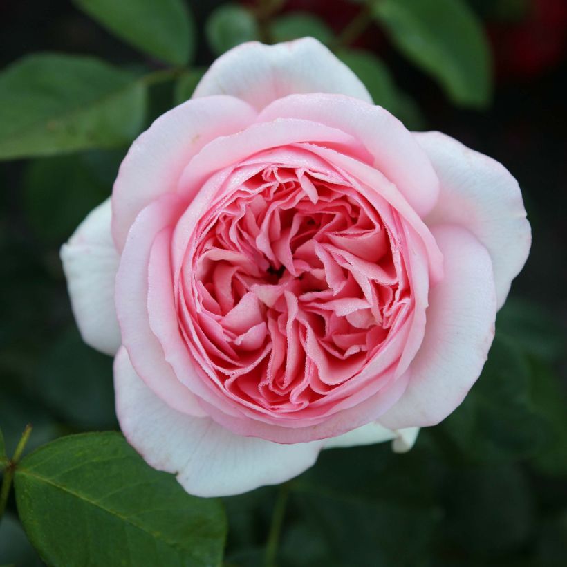 Rosa 'Bobino' - Shrub Rose (Flowering)