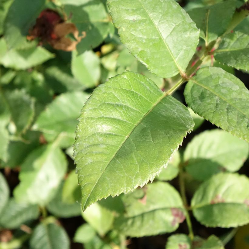 Rosa 'Fox-Trot' - Hybrid Tea Rose  (Foliage)