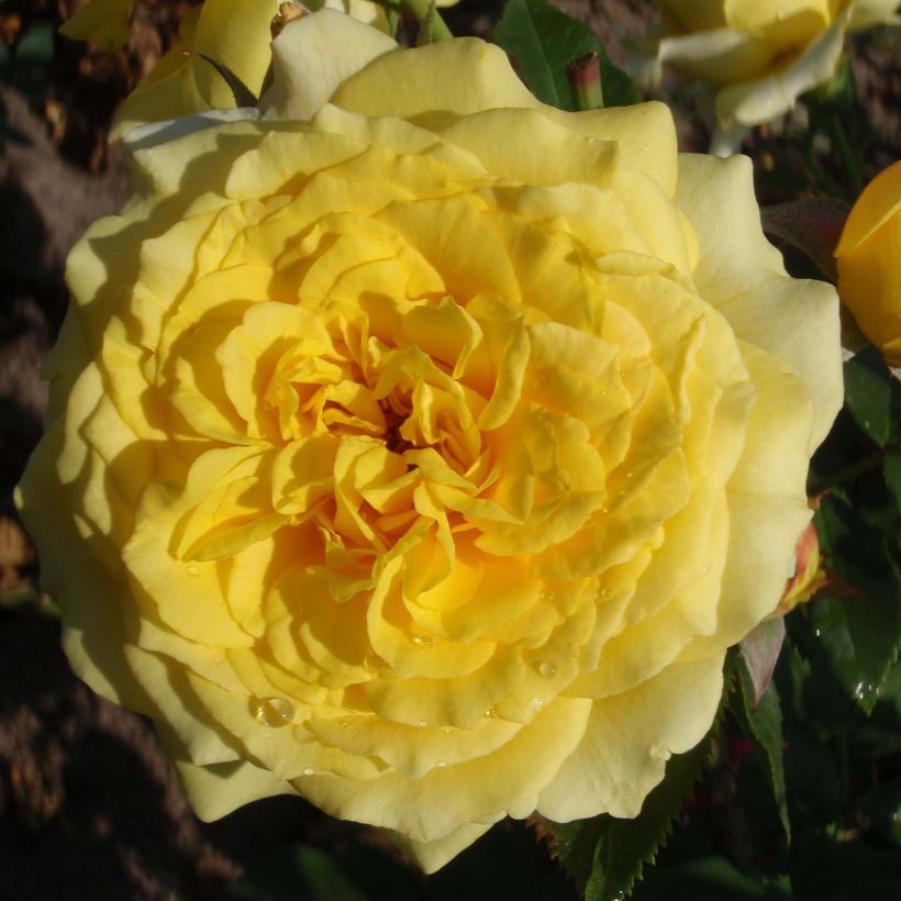 Rosa 'La Rotonde' - Hybrid Tea Rose (Flowering)