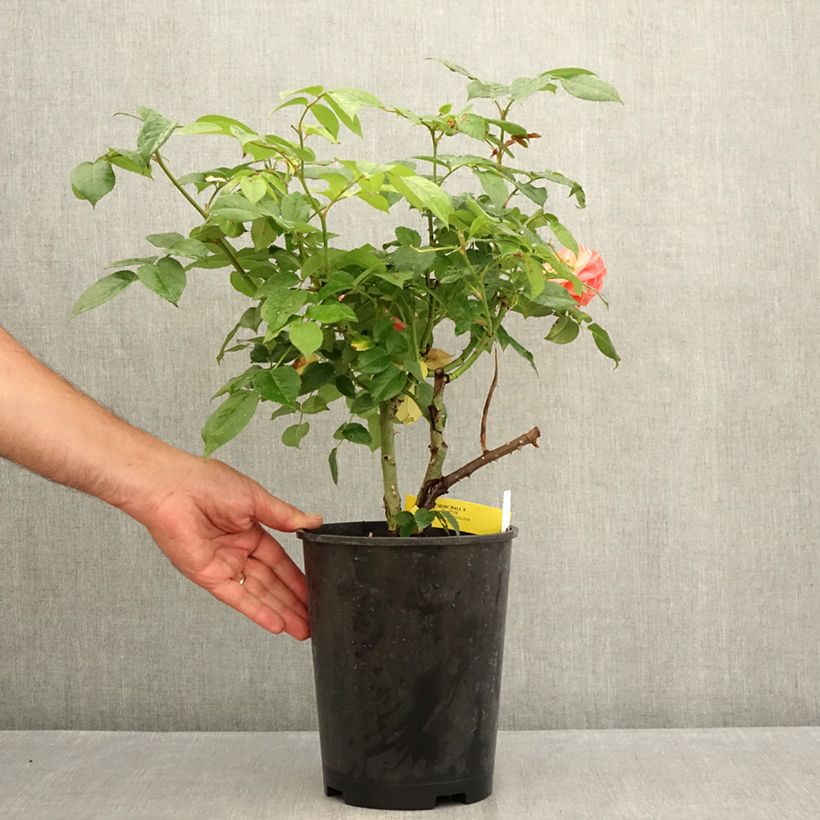 Rosa 'Music Hall' - Shrub Rose 4L/5L pot sample as delivered in summer