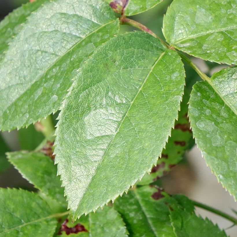 Rosa 'Music Hall' - Shrub Rose (Foliage)