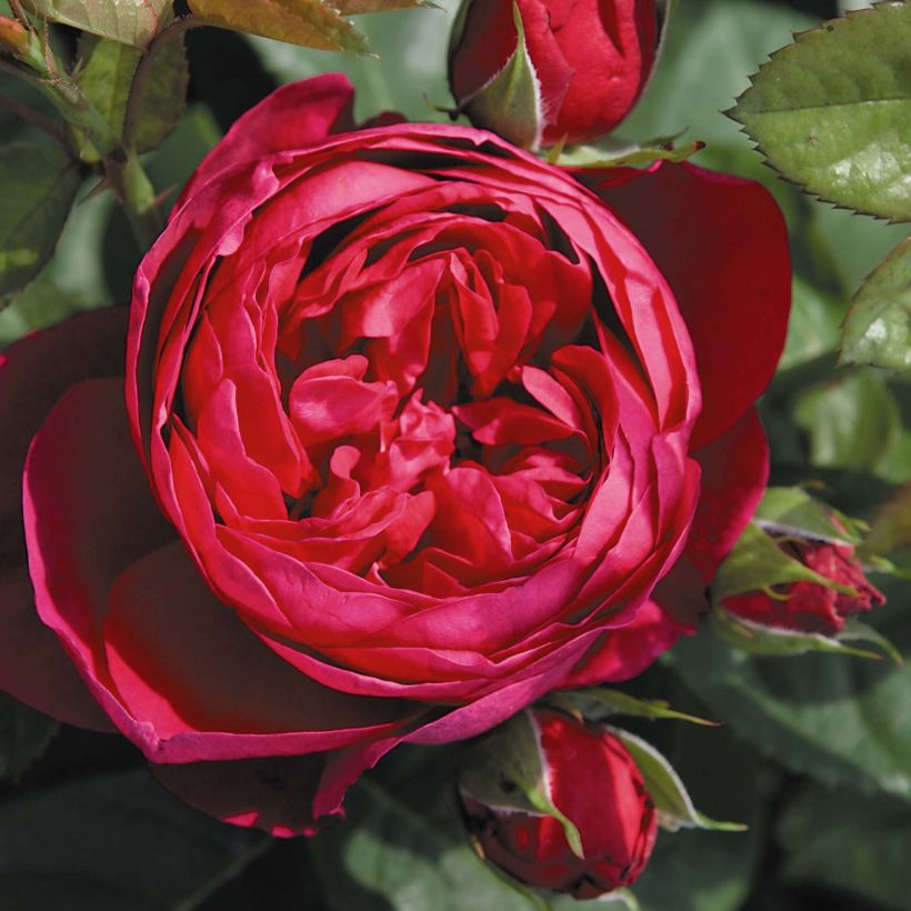 Rosa 'Trocadéro' (Flowering)