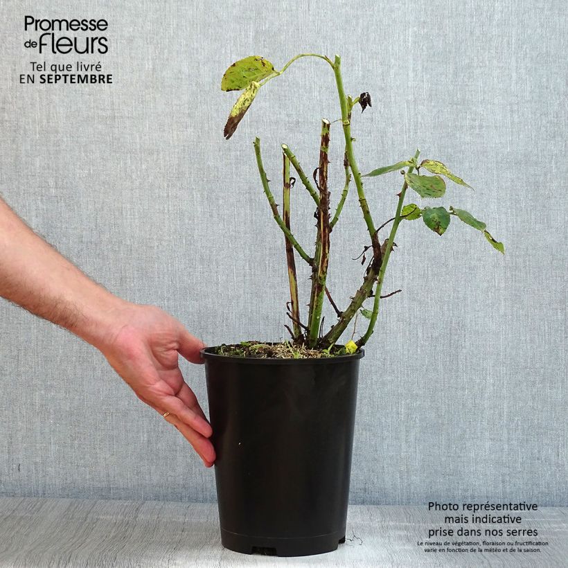 Rosa 'Trocadéro' 4L/5L pot sample as delivered in summer