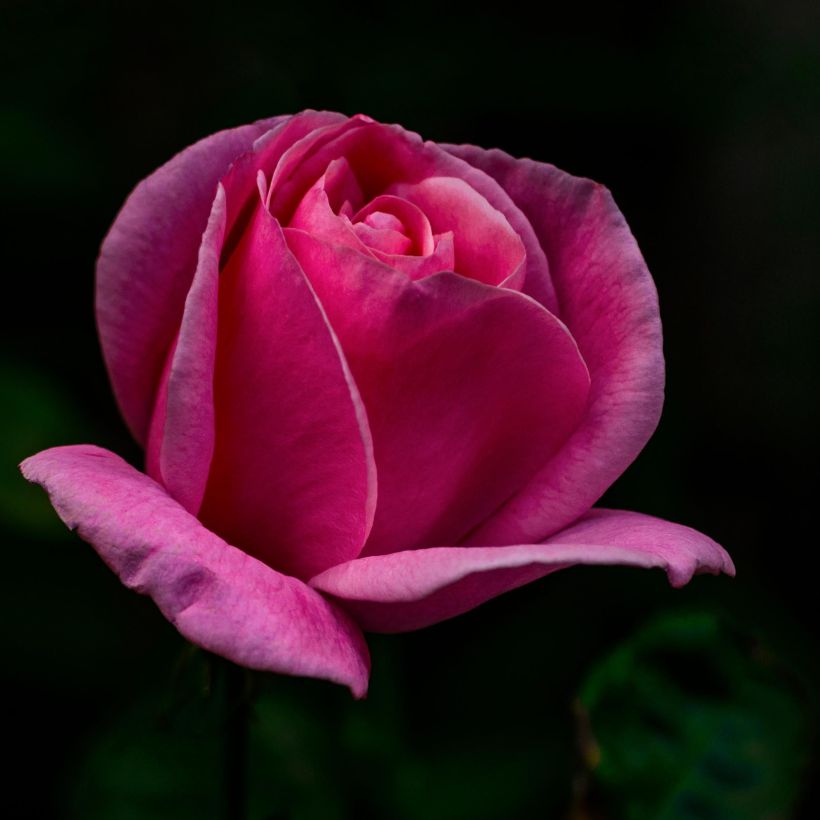 Rosa 'Lolita Lempicka' - Shrub Rose (Flowering)