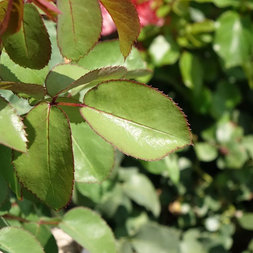 Rosa  'Meinostair' MADEMOISELLE MEILLAND® - Rosier Mademoiselle Meilland, Rosier Sweet Mademoiselle (Foliage)