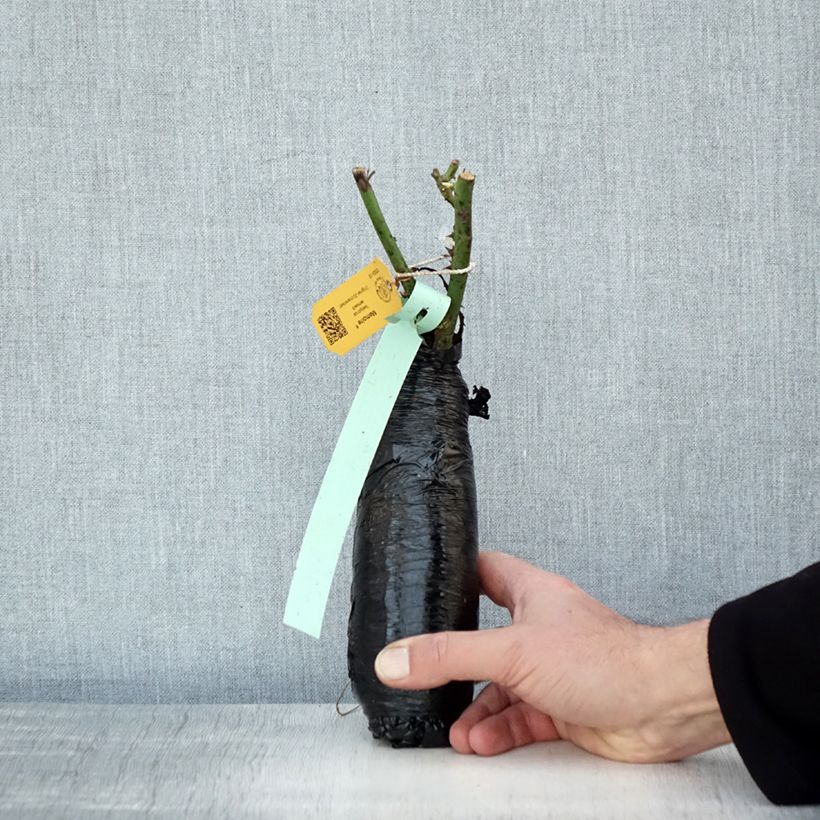 Rosa 'Mémoire' - Hybrid Tea Rose Wrapped bare root sample as delivered in winter