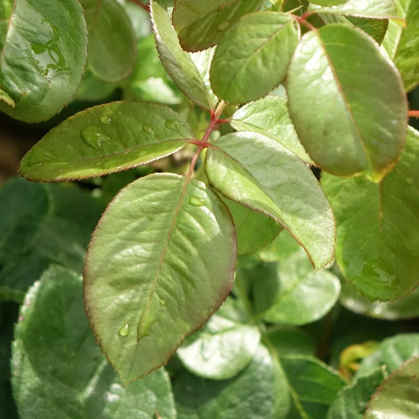Rosa 'Michelangelo' - Shrub Rose (Foliage)